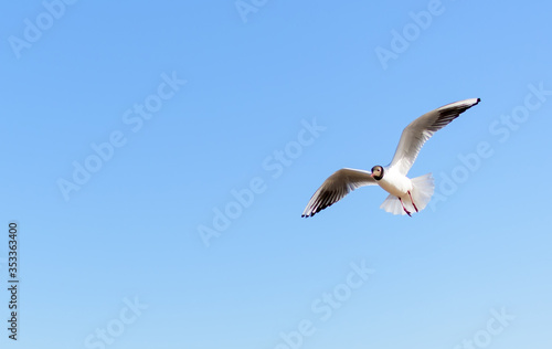 White seagull flying in the bright blue sky with its wings open. Black-headed gull (Chroicocephalus ridibundus) over Baltic sea. Seascape background.