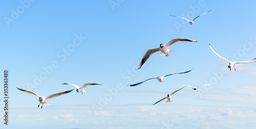 Fotografie, Obraz Flock of seagulls flying in the blue sky, with their wings open