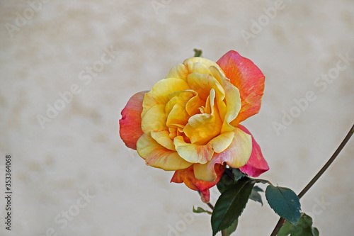 Rose photo