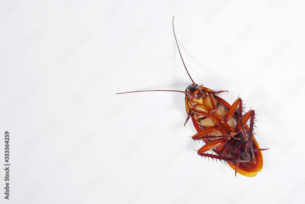 Top view a dead cockroach on white background Top view a dead cockroach on white background