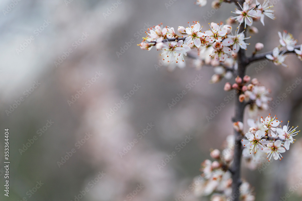 Prunus spinosa, called blackthorn or sloe, is a species of flowering plant in the rose family Rosaceae. Prunus spinosa, called blackthorn or sloe tree blooming in the springtime.
Prunus spinosa, called blackthorn or sloe, is a species of flowering plant in the rose family Rosaceae. Prunus spinosa, called blackthorn or sloe tree blooming in the springtime.