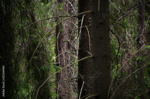 tree in the woods © Яков Симанов