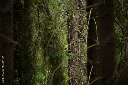 tree in the forest