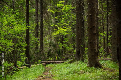 Deep forest.