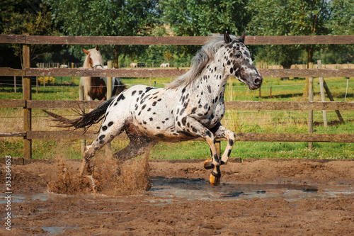 Appaloosa horse in the paddock