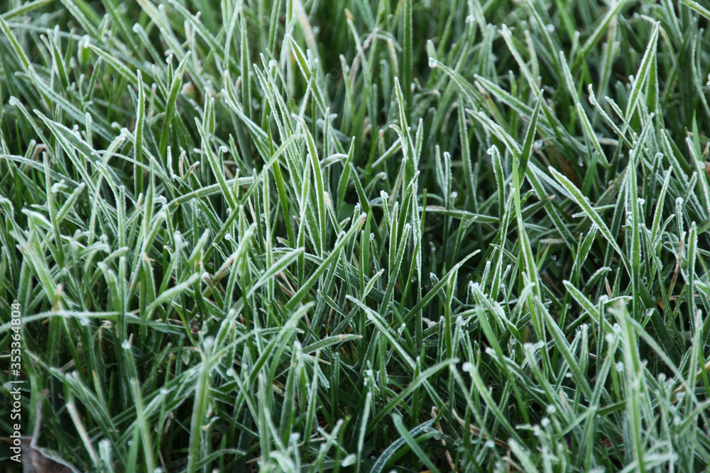 Obraz premium Froted Grass Up Close