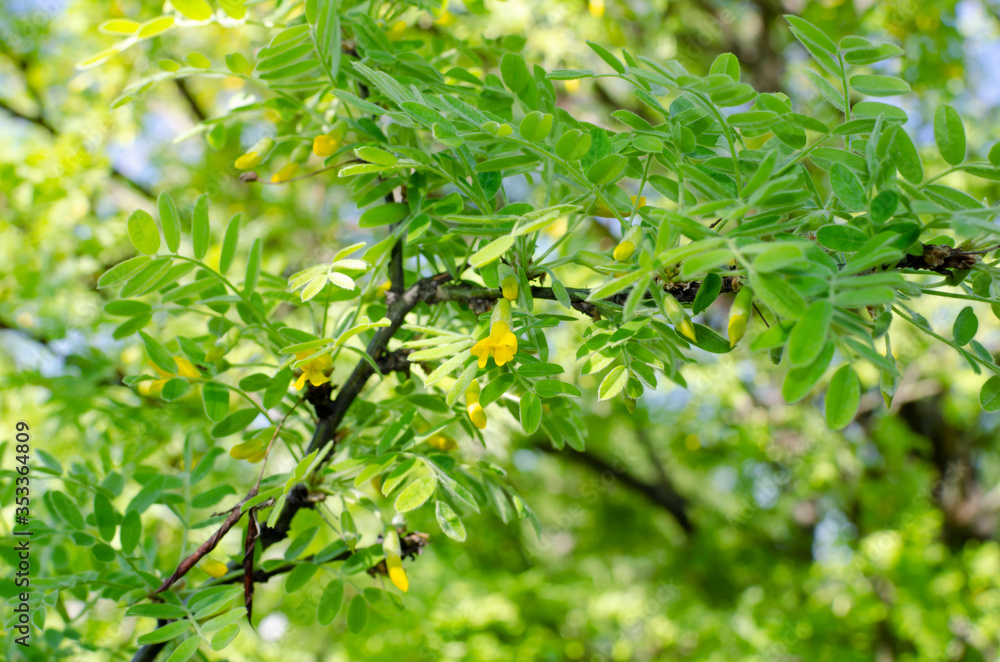 Obraz premium tree branch with yellow flowers close-up