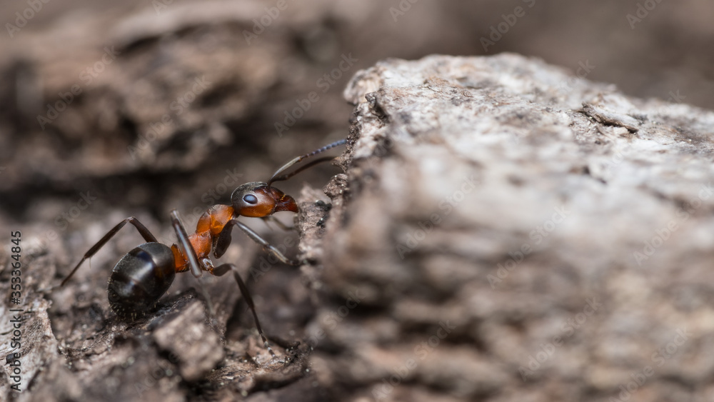 Close-up of red wood ant worker profile on tree bark. Formica rufa. Side view of crawling biting forest bug with formic acid for defence. Beneficial social insect used in forestry as pest management. Close-up of red wood ant worker profile on tree bark. Formica rufa. Side view of crawling biting forest bug with formic acid for defence. Beneficial social insect used in forestry as pest management.