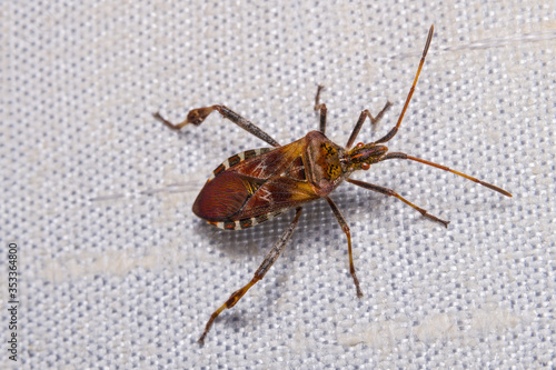 Closeup of western conifer seed bug on textile sunblind detail. Leptoglossus occidentalis. Species of true bug. Hemiptera. Tree pest with stinking secretions for defense. Invasive insect from Czechia. photo