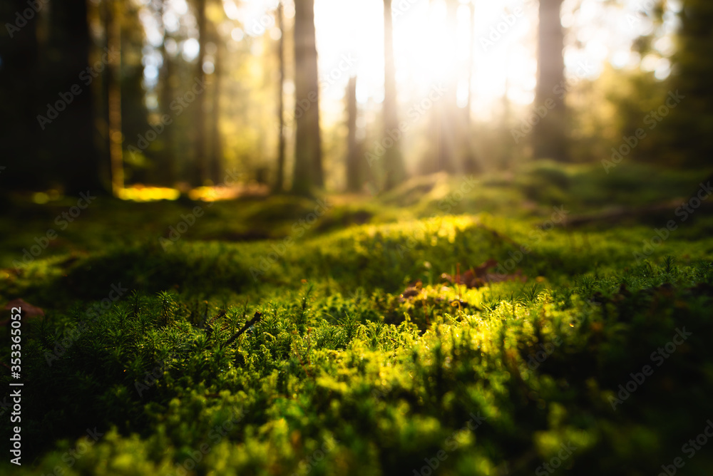 Fototapeta premium Morning sunshine in forest, Closeup of moss