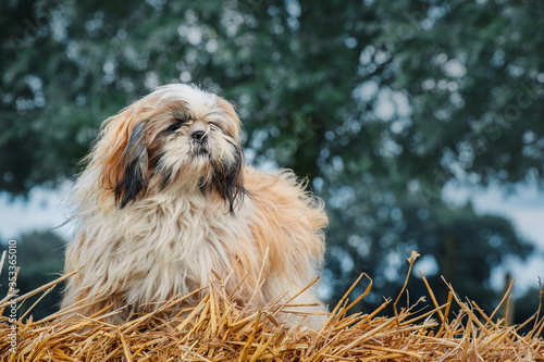 Quadro su tela Shih Tzu puppy outside