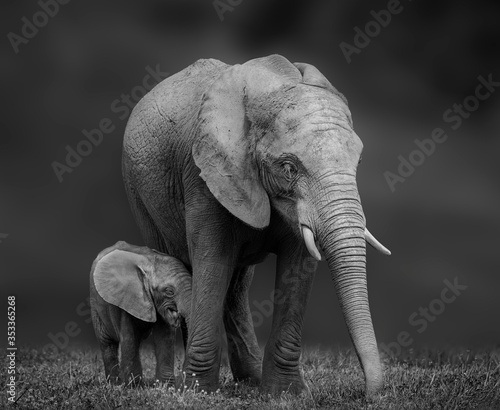 African elephant mother and son