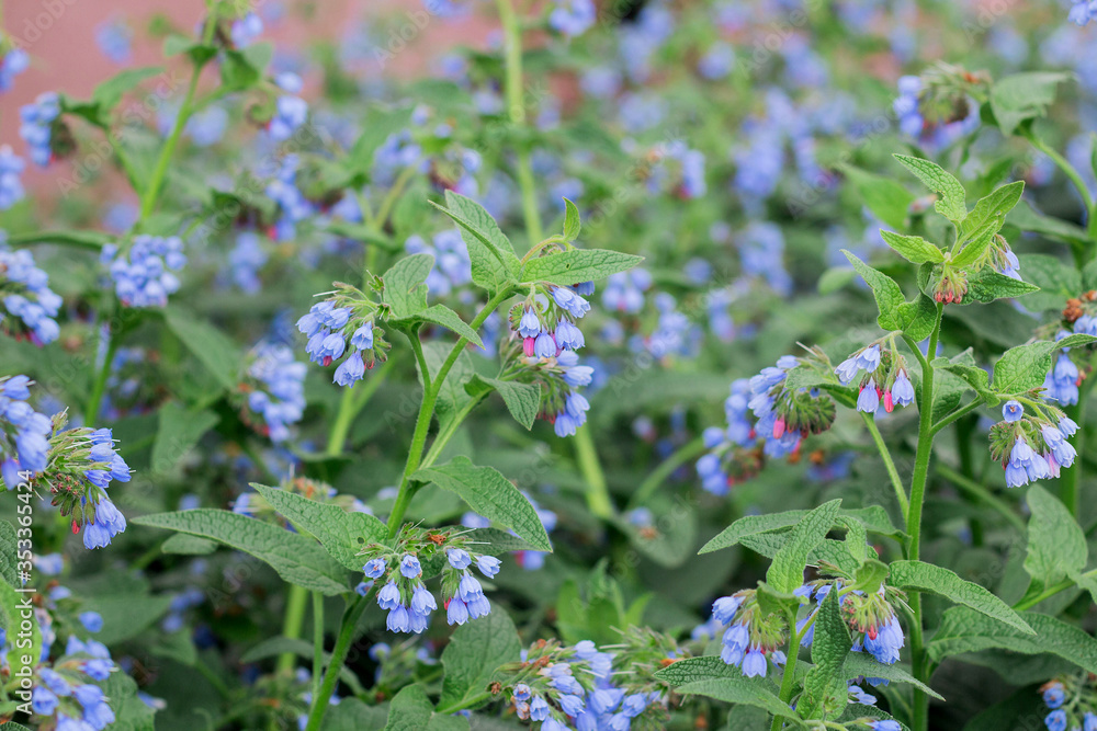 Beautiful little blue flowers of the comfrey Beautiful little blue flowers of the comfrey