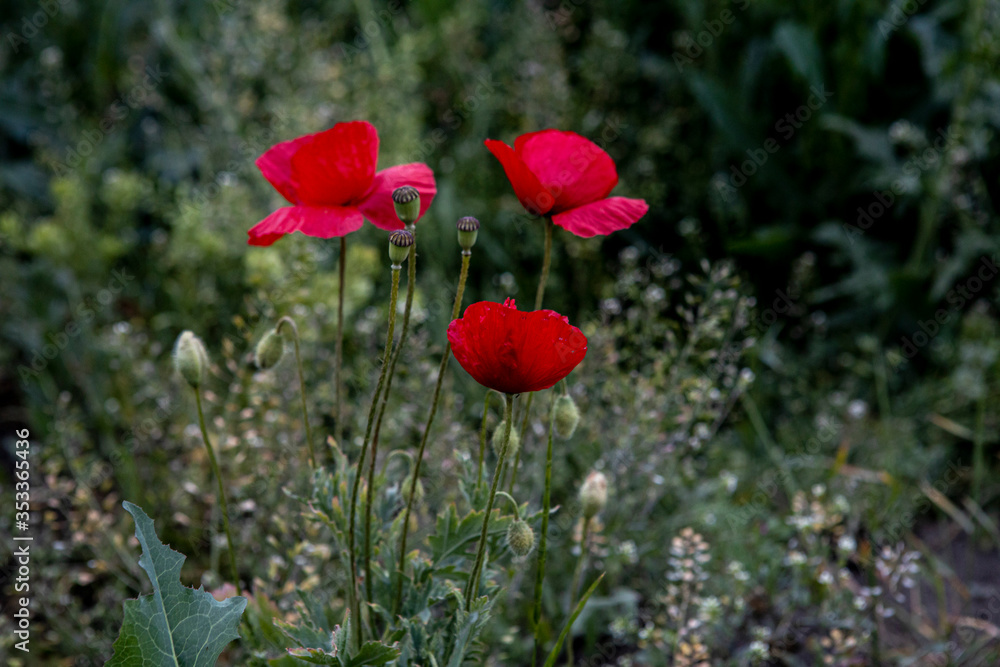 Obraz premium Wild red poppy flower. Background of lonely plant