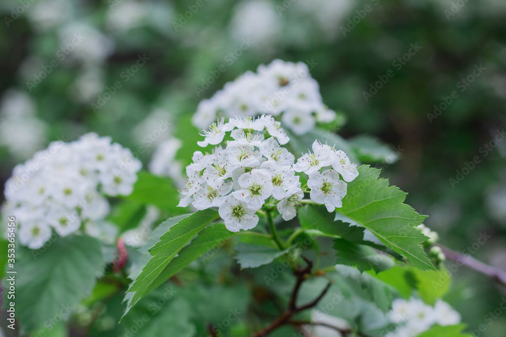 Small white hawthorn flowers bloom in spring Small white hawthorn flowers bloom in spring