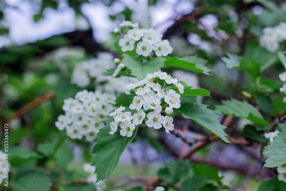 Small white hawthorn flowers bloom in spring Small white hawthorn flowers bloom in spring