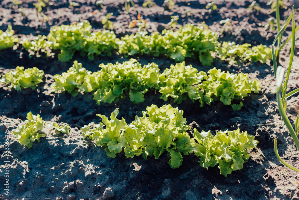 Green salad , lettuce grow on the garden bed..Three rows of lettuce that grow on a garden in black earth near green onions, after watering, against sunlight....