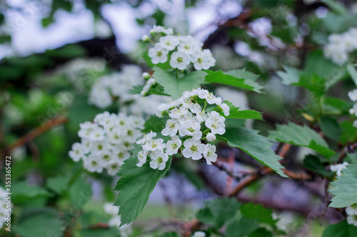 Small white hawthorn flowers bloom in spring