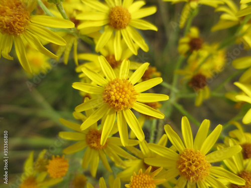 A close up of bright yellow flowers of the Jacobaea vulgaris (Senecio jacobaea). Flowers of common ragwort (stinking willie, tansy ragwort, benweed, staggerwort, cankerwort, stammerwort), top view