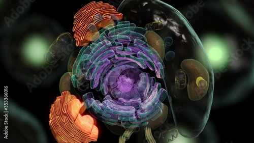 Structure of a typical animal cell consisting of nucleolus photo