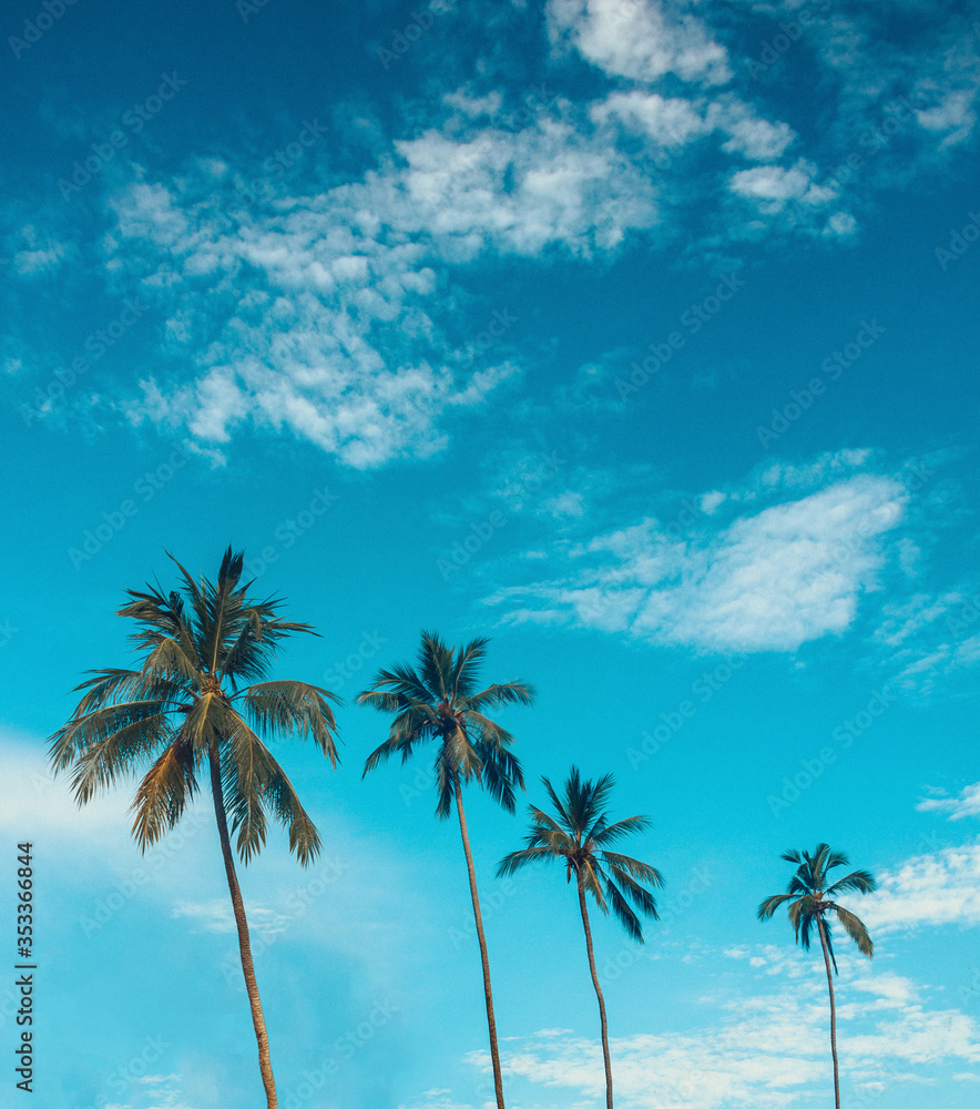 four palms on the sky background. travel concept, free space