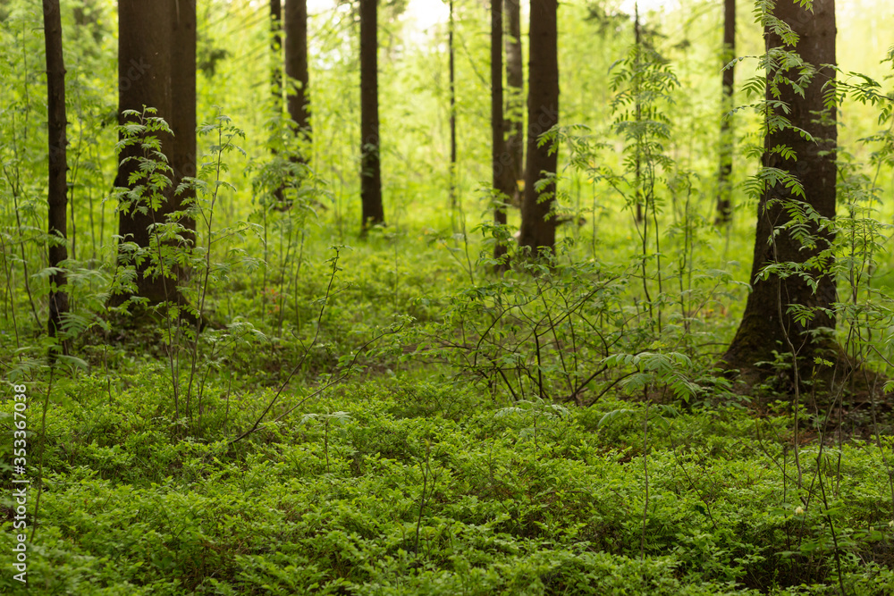 Obraz premium Forest landscape. Natural Forest of Spruce Trees.