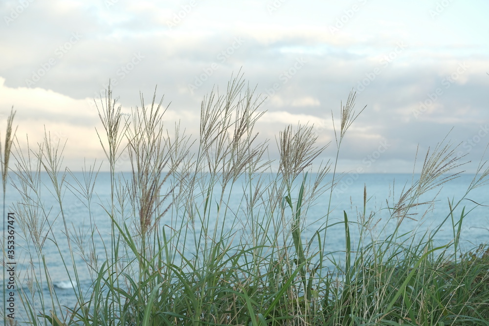 green reeds along the blue sea