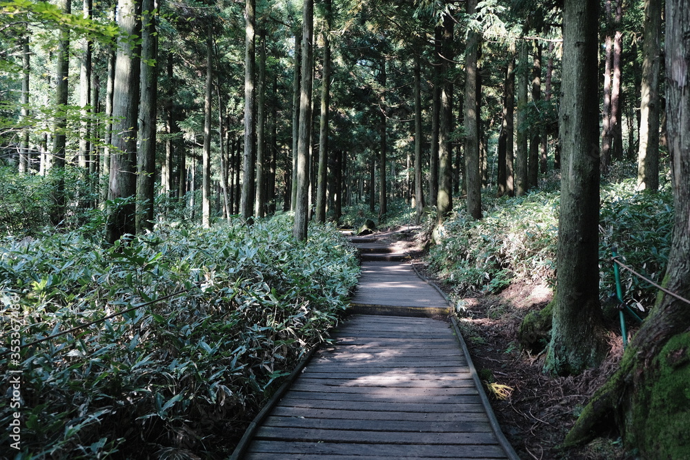 Fototapeta premium green forest road in mountain