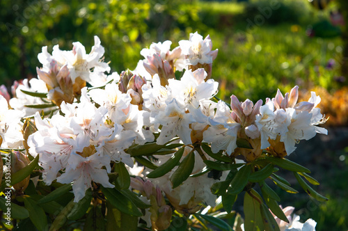 white rhododendron flowers in spring garden