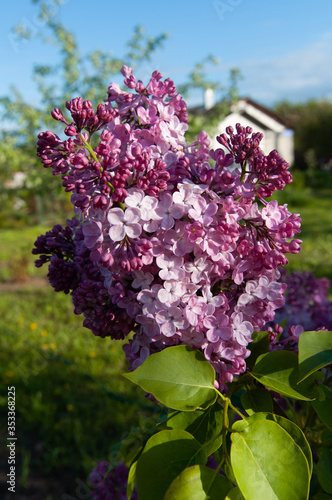 lilac flowers in the garden