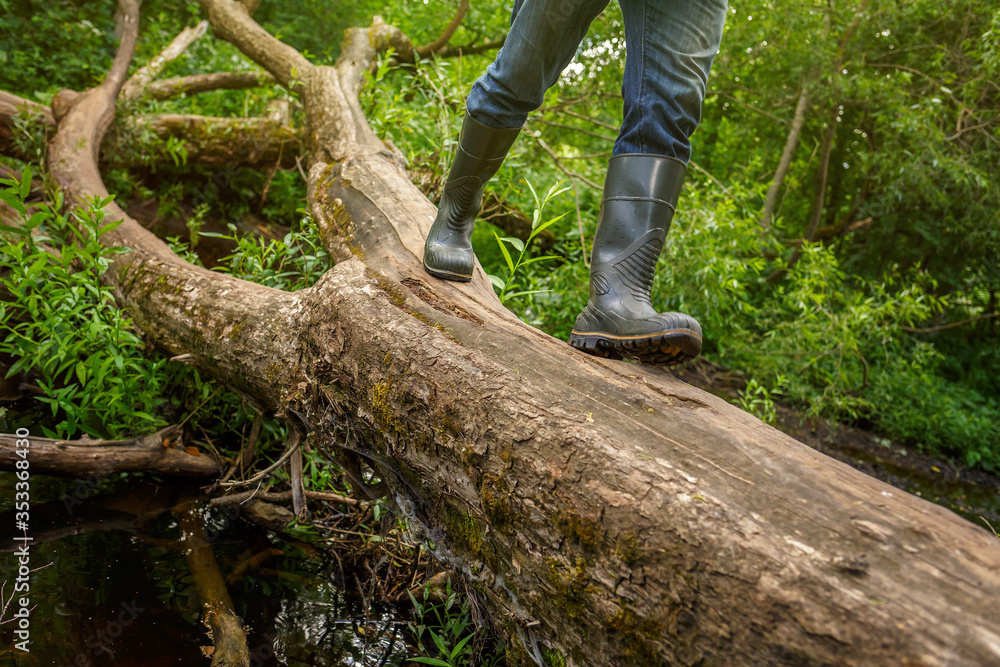 Obraz premium Crossing the forest river. A man in rubber boots walks along a fallen tree. Travel and adventure. Outdoor activities, fishing, hunting and hiking. Waterproof footwear for country walks and work.