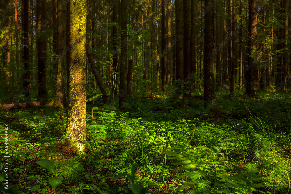 Forest landscape with spruce trees. Northern nature. Forest landscape with spruce trees. Northern nature.