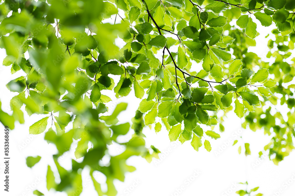 Green leaves against bright sky, fresh spring forest Green leaves against bright sky, fresh spring forest