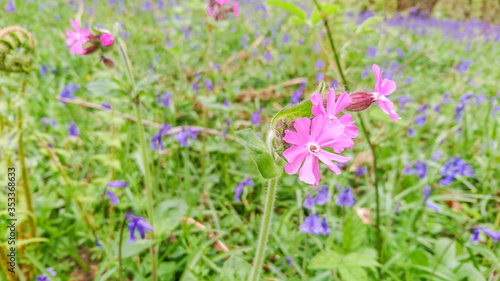 Blooming Maiden Pink (Dianthus deltoides) on green meadow with blue bells on background 