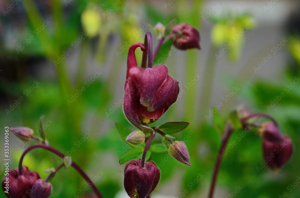 close up image of Crimson Star Columbine flower blossoms in a garden. close up image of Crimson Star Columbine flower blossoms in a garden.