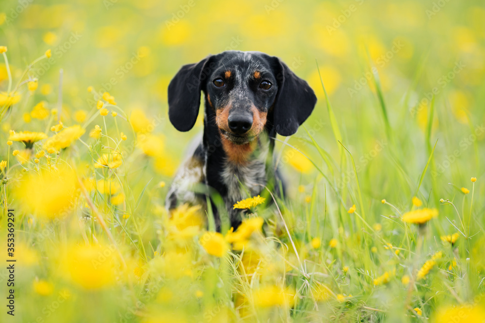 portrait of black marble dachshund on a walk in a field covered with dandelions in spring or summer. dog head peeks out of grass. National Dog Day portrait of black marble dachshund on a walk in a field covered with dandelions in spring or summer. dog head peeks out of grass. National Dog Day