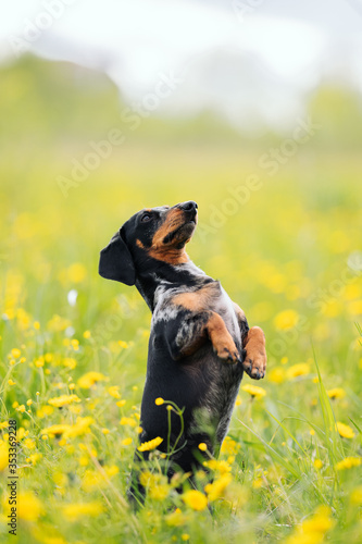dog breed black marble dachshund stands in a field on its hind legs and looks away. in spring and summer. activities with a pet in the fresh air