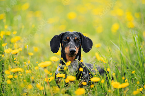 portrait of black marble dachshund on a walk in a field covered with dandelions in spring or summer. dog head peeks out of grass. National Dog Day