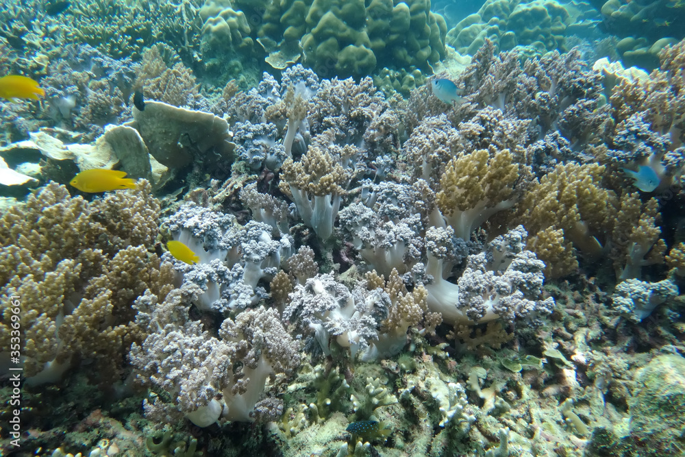 Fototapeta premium Staghorn coral under the sea in the cockburn island of Myanmar