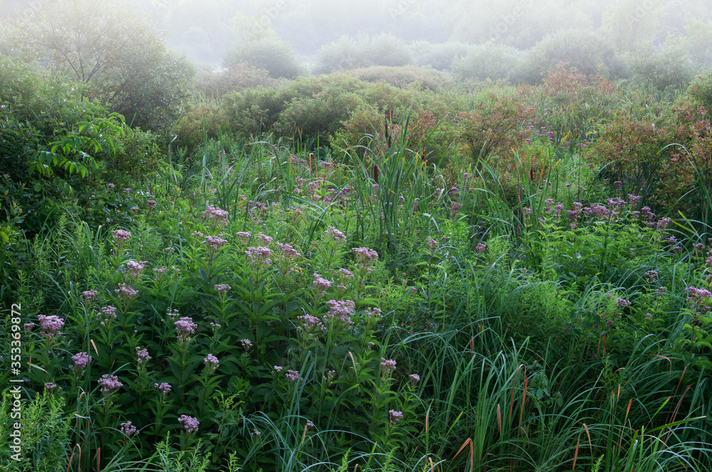 Fototapeta premium Summer landscape of marsh with Joe Pye weed in bloom, Michigan, USA