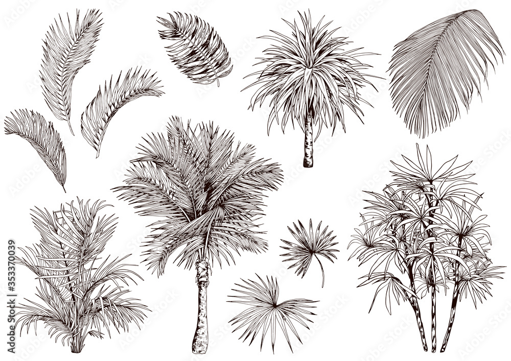 Collection of tropical palm leaves and trees. Collection of tropical palm leaves and trees.