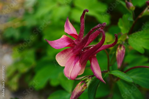 close up image of Crimson Star Columbine flower blossoms in a garden.