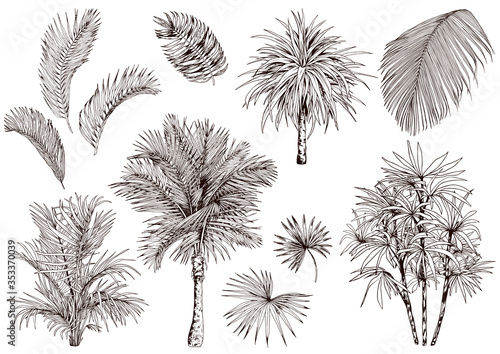 Collection of tropical palm leaves and trees.