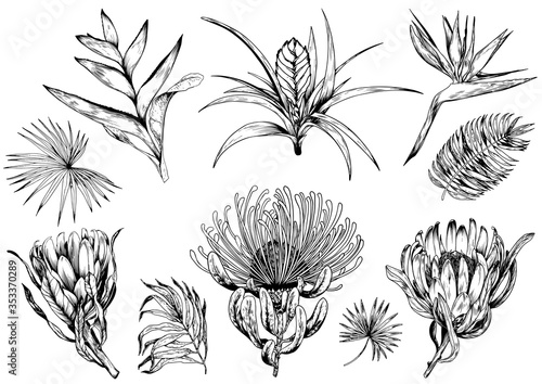 Collection of exotic tropical flowers.