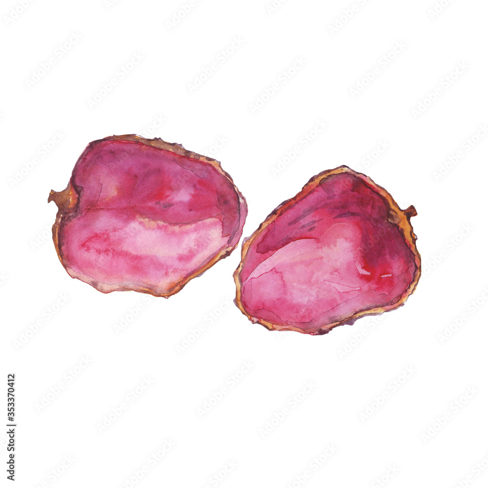 Fototapeta premium Watercolor peel of lychee fruit isolated on white background. Hand drawing illustration of litchi chinensis. Pink fruit.