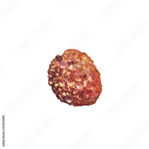 Watercolor of lychee fruit isolated on white background. Hand drawing illustration of litchi chinensis. Pink fruit.