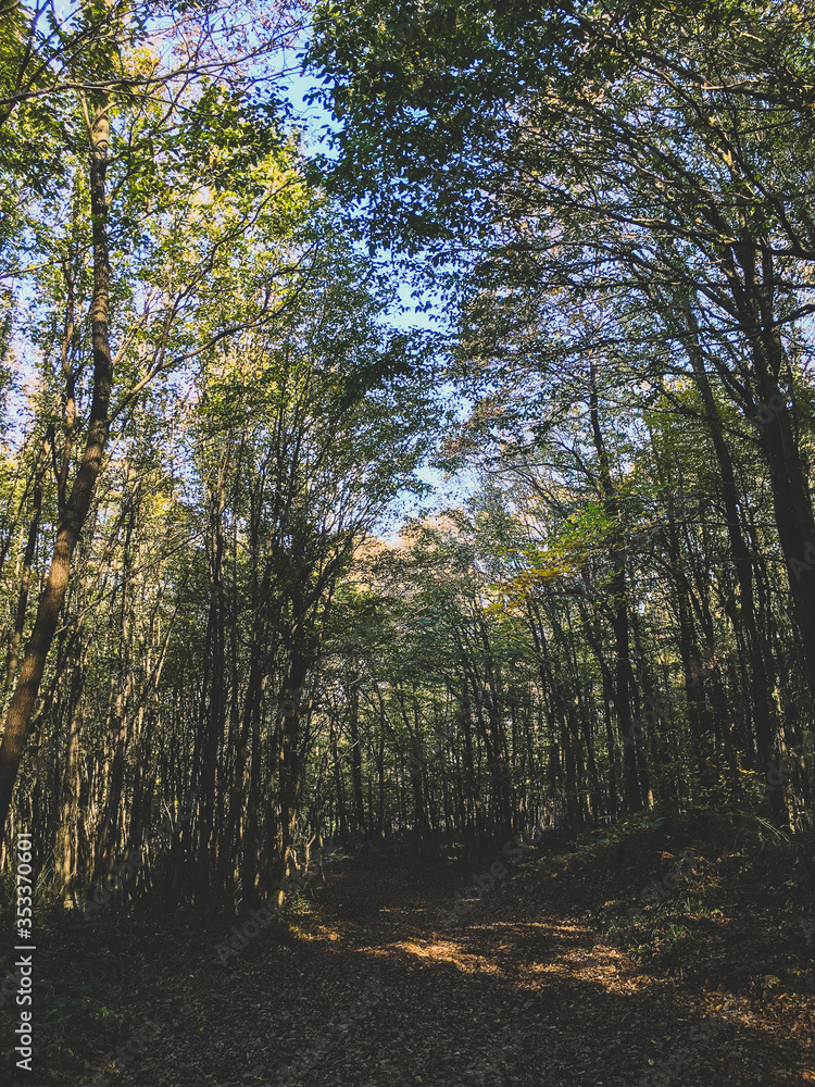 Obraz premium autumn in the woods