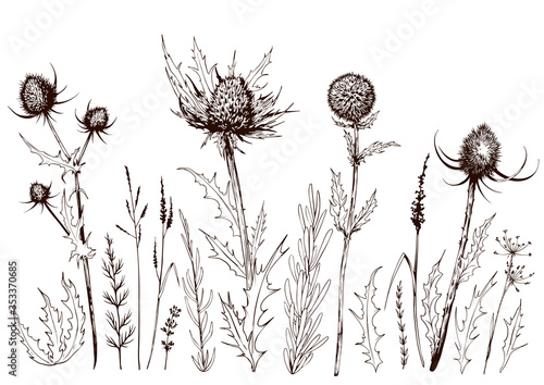 Obraz na plátně Set of thistles and wild meadow herbs.