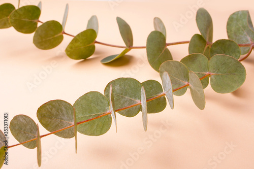 Beautiful sprig of eucalyptus on a pastel peach background