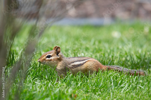 Chipmunk on the Prowl photo